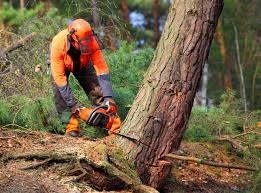 Trusted Centreville, VA  Tree Services Experts